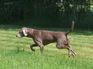 Szczeniak wyżła weimarskiego – Canis Fortuna FCI